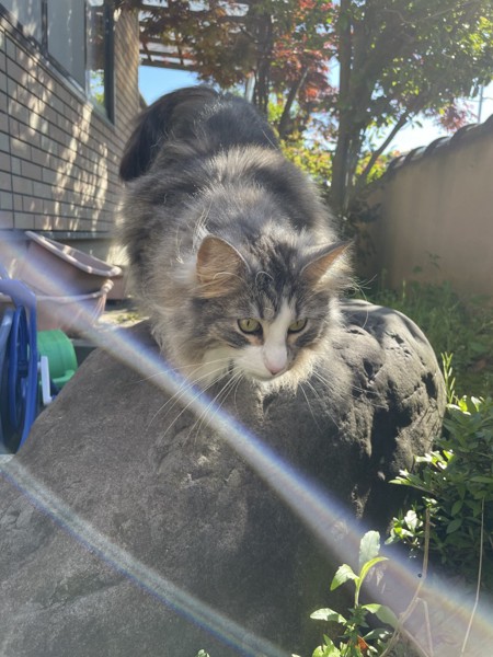 猫 ノルウェージャンフォレストキャット プルの写真