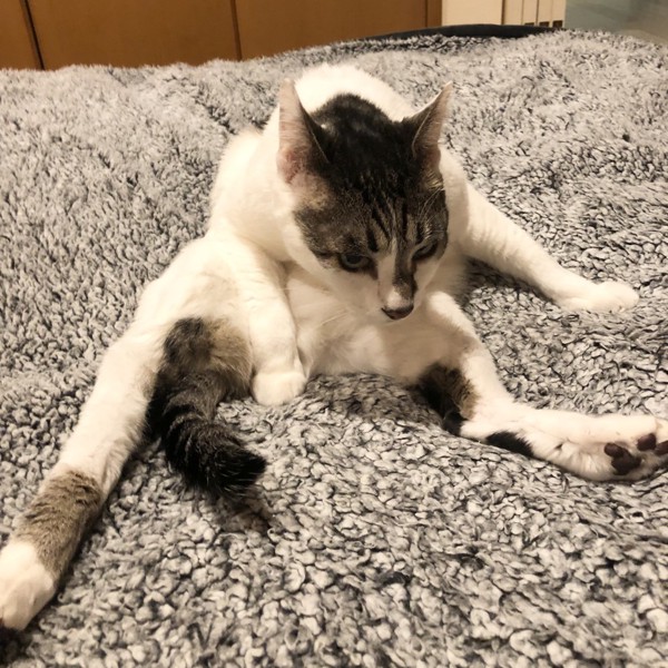 猫 雑種（ミックス） ラブの写真