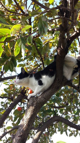 猫 雑種 政宗の写真