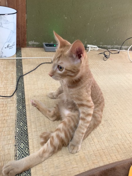 猫 雑種（ミックス） むぎちゃの写真