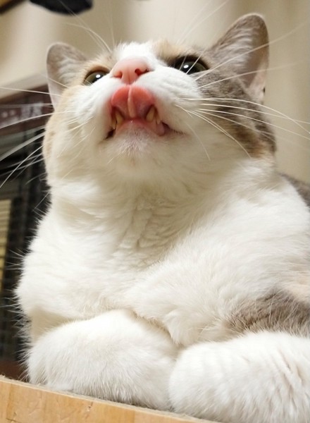 猫 三毛猫 ももの写真