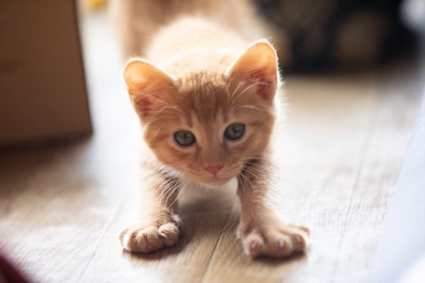 猫 茶トラ かいの写真