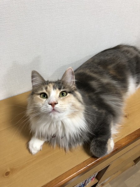 猫 ノルウェージャンフォレストキャット きぬの写真