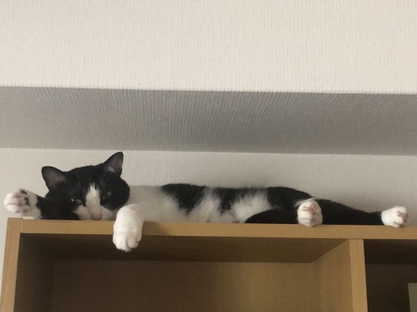 猫 ミックス ラッキーの写真