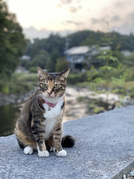 猫 雑種 たまの写真