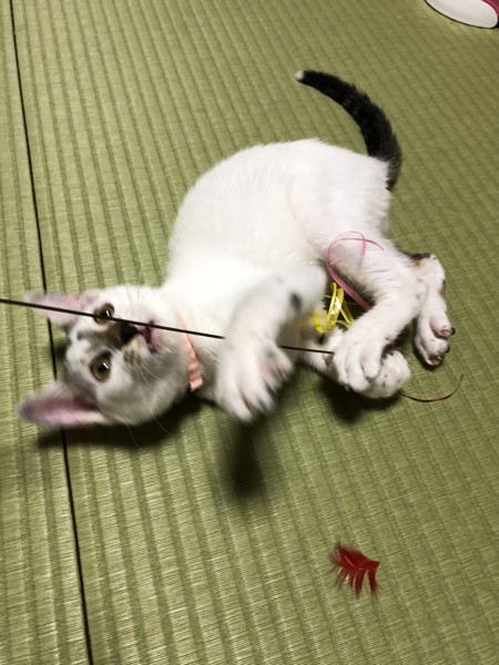 猫 雑種（ミックス） メイの写真