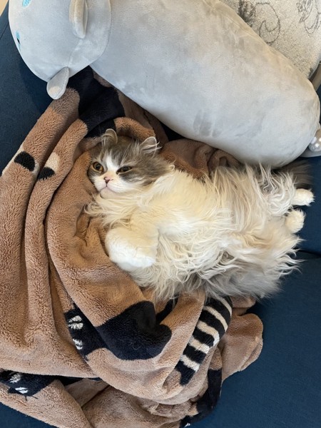 猫 ラガマフィン まかろんの写真