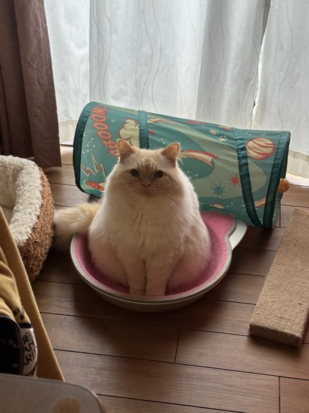 猫 ヒマラヤン ロッキーの写真