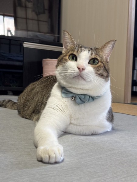 猫 雑種（ミックス） ももの写真