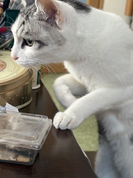 猫 サバシロ もーしゃんの写真