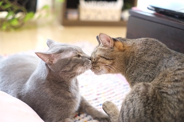 猫 雑種（ミックス） なつ＆ゆずの写真