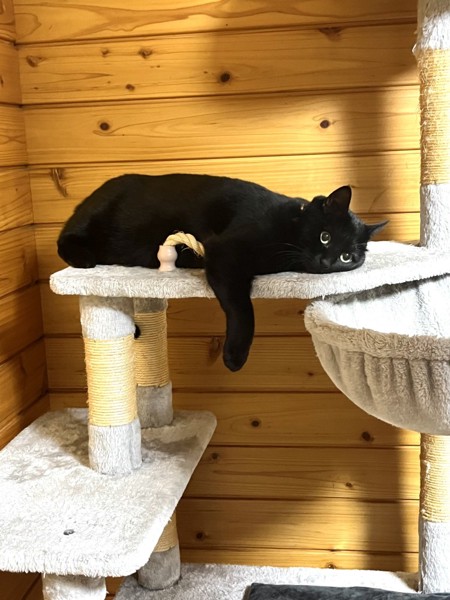 猫 黒猫 アルの写真