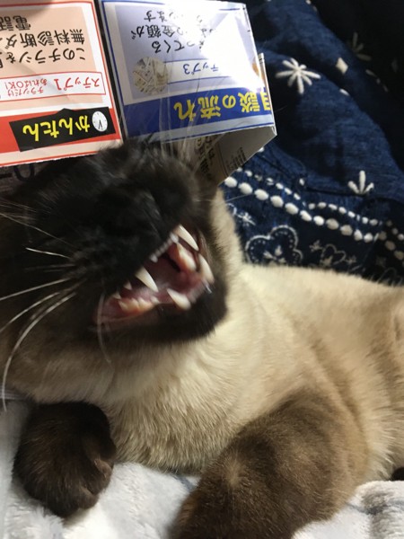 猫 シャム 次元の写真