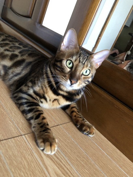 猫 ベンガル Otto の写真