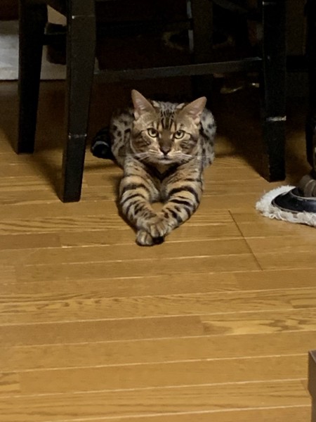 猫 ベンガル たけまるの写真