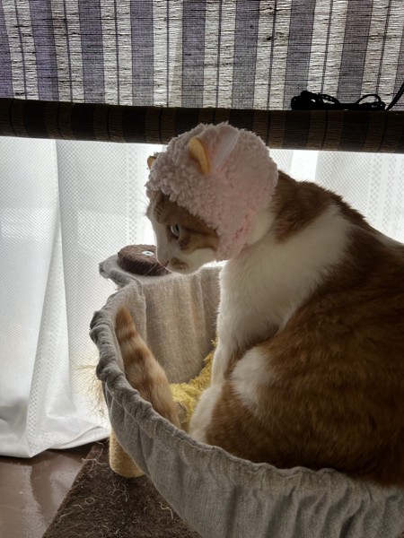 猫 雑種（ミックス） ミャーミャの写真