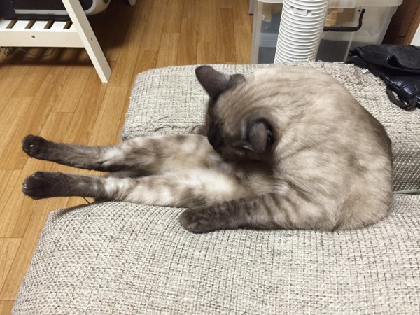 猫 雑種 バロンの写真