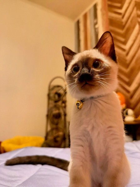 猫 雑種（ミックス） ハクの写真