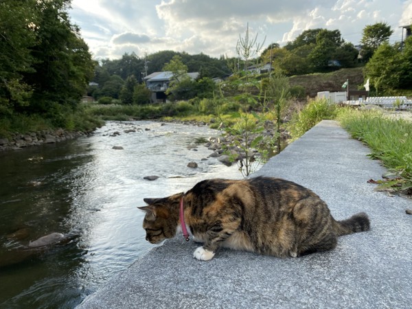 猫 雑種 たまの写真