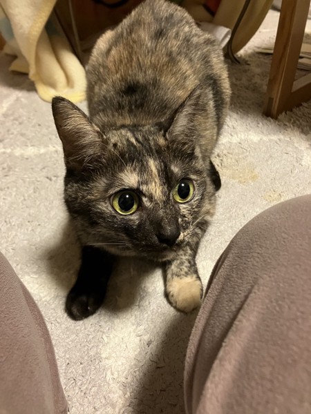 猫 サビ猫 うみの写真