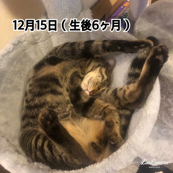 猫 キジトラ コタローの写真