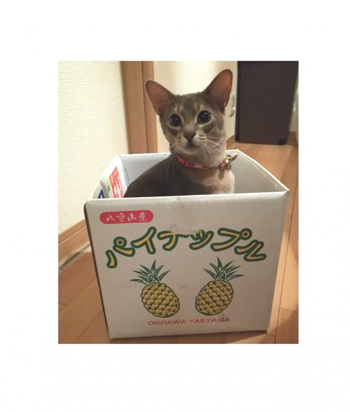 猫 アビシニアン ちゃいの写真