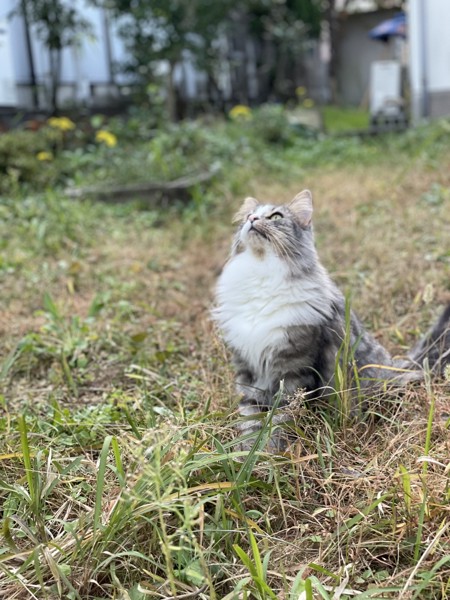 猫 ノルウェージャンフォレストキャット プルの写真