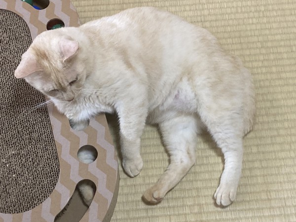 猫 雑種（ミックス） ササミの写真