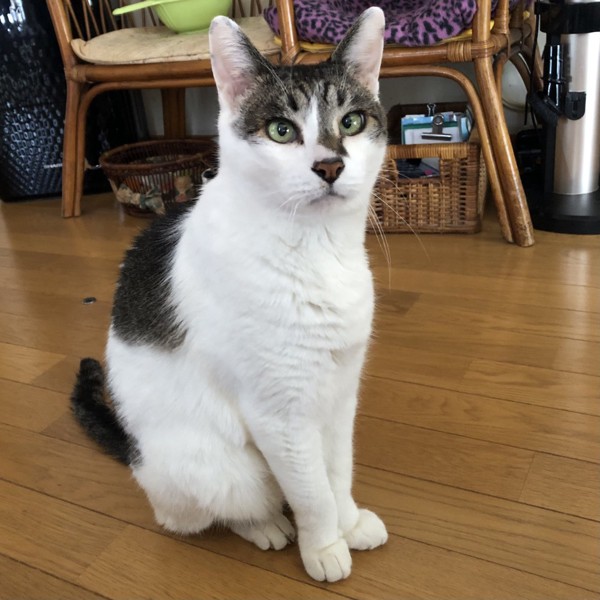 猫 雑種（ミックス） ラブの写真