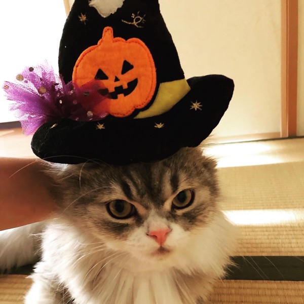 ハロウィンを楽しむ猫