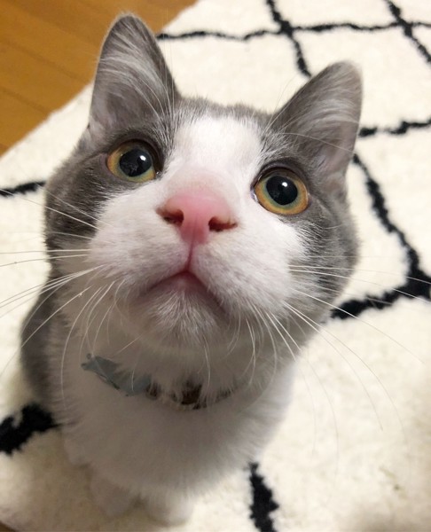 猫 雑種 かんぱちの写真