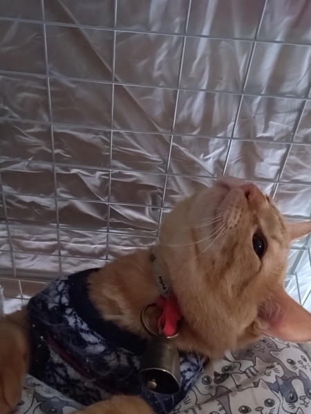 猫 茶トラ りんの写真