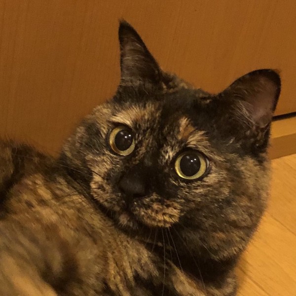 猫 サビ猫 ポンちゃんの写真