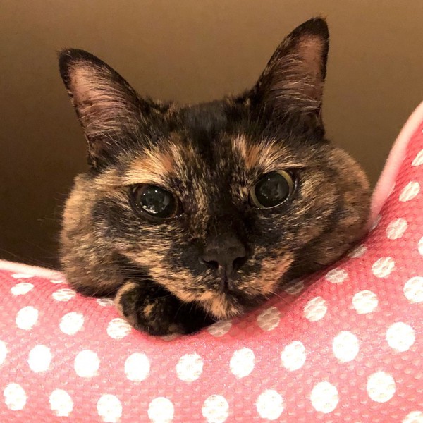 猫 サビ猫 ポンちゃんの写真