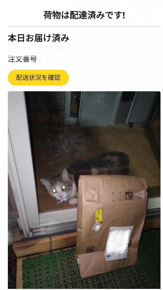 猫 三毛猫 ももの写真
