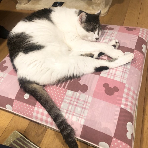 猫 雑種（ミックス） ラブの写真