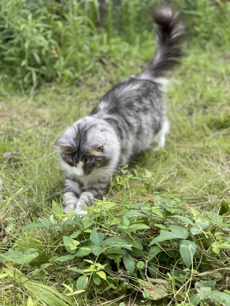 猫 ノルウェージャンフォレストキャット プルの写真