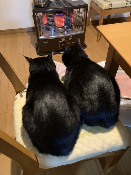 猫 黒猫 クロロとマイケルの写真