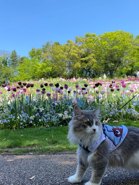 猫 雑種（ミックス） ルークの写真