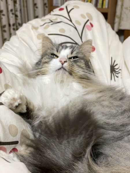 猫 ノルウェージャンフォレストキャット プルの写真