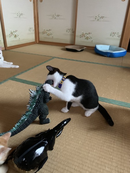 猫 雑種（ミックス） ソラの写真