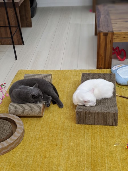 猫 ブリティッシュショートヘア モンチ＆リムの写真