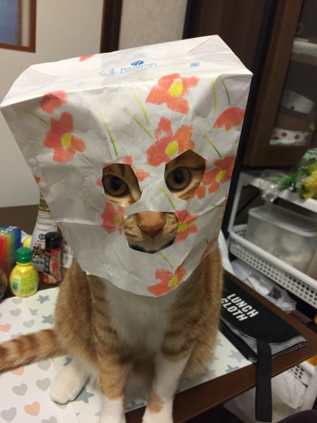 猫 茶トラ ネイ治郎の写真