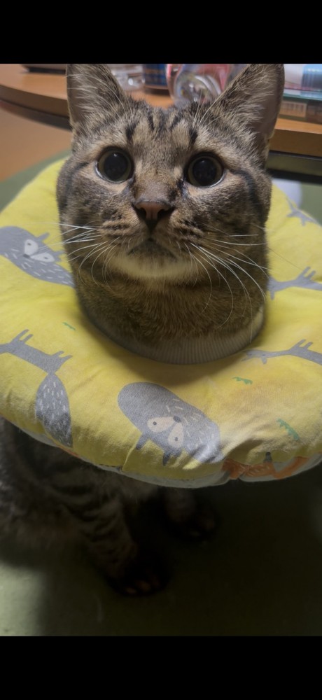 猫 キジトラ キラの写真