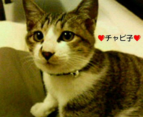 猫 キジトラ チャピの写真