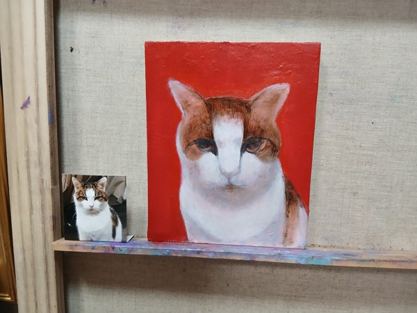 猫 キジシロ あらんの写真