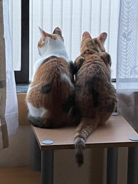 猫 三毛猫 モモとハナの写真