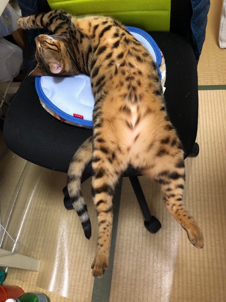 猫 ベンガル ときの写真