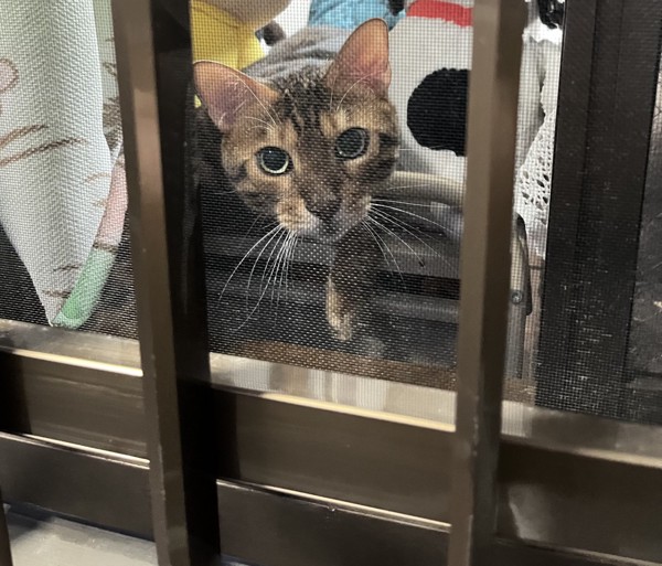 猫 ベンガル Ottoの写真