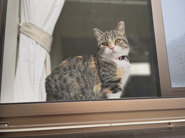 猫 マンチカン ココロの写真